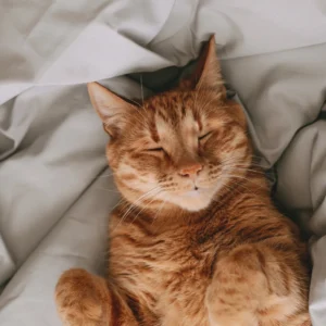 Pets Product